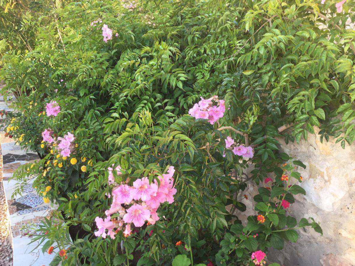 Dar Albatros Guest House Sidi Kaouki Luaran gambar